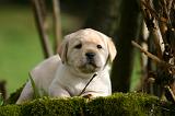 LABRADOR 1310